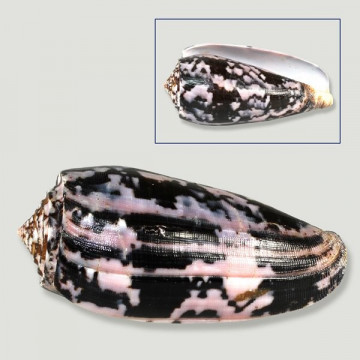 Conus striatus Polido Sortido