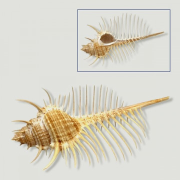 Murex pecten Peine de Venus +9cm