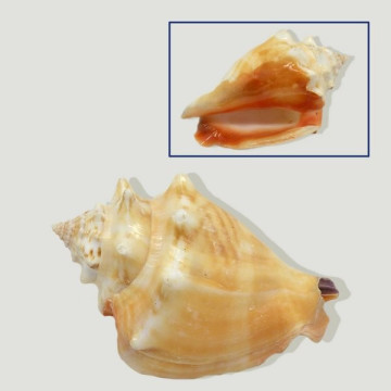 Strombus alatus +7cm