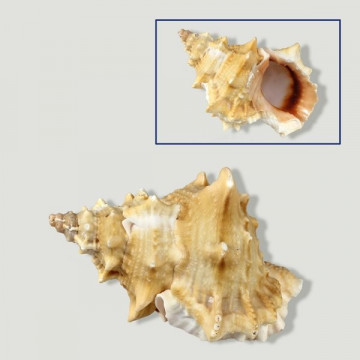 Natural Bursa lissotoma. 9cm approx.