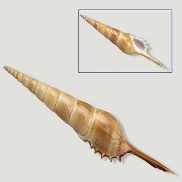 Tibia fusus 15-22cm