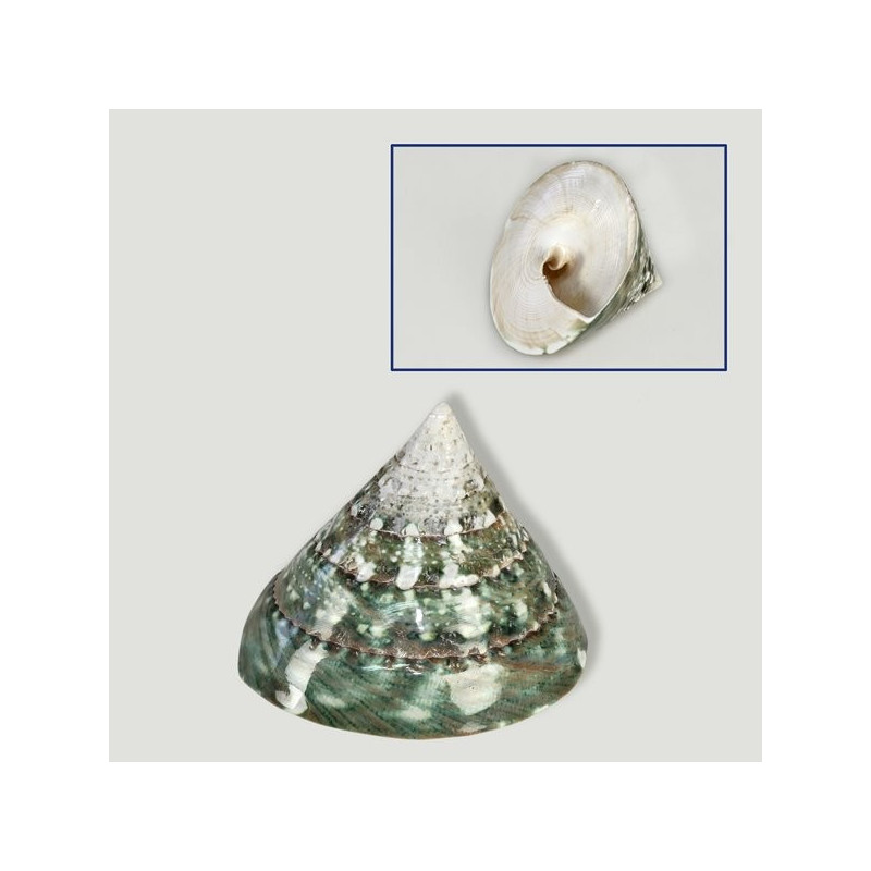 Green polished Trochus various. 6cm approximately Green polished Trochus various. 6cm approximately