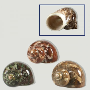 Polished Turbo petholatus. 4,5 to 5cm