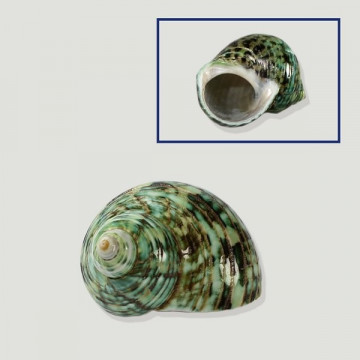 Polished Turbo reevei 4,5 to 5 cm