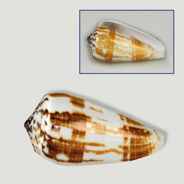 Polished Conus magus various