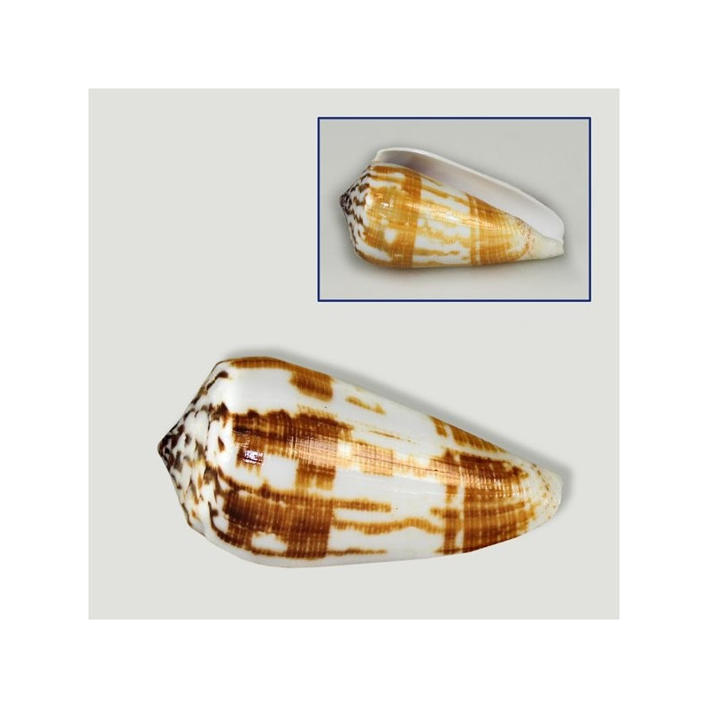 Polished Conus magus various Polished Conus magus various