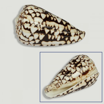 Conus Marmoreus poli 8cm