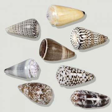 Conus pulido surtido 7,5cm
