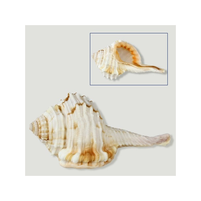 Cymatium gutturnium natural 5-8cm Cymatium gutturnium natural 5-8cm
