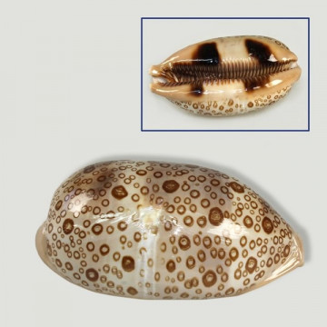 Cypraea argus Polida. +7cm