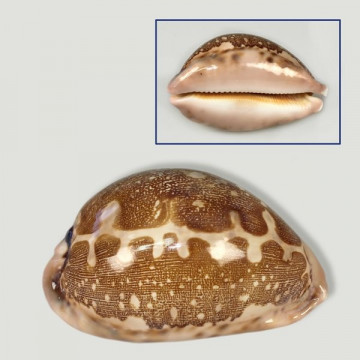 Polished Cypraea mappa. 7-8cm approximately