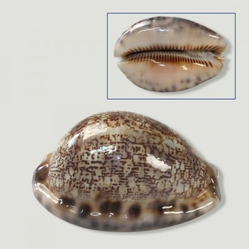 Cypraea Mauritia arabe +5cm