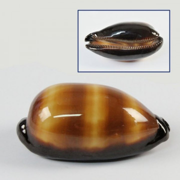 Cypraea talpa +6cm