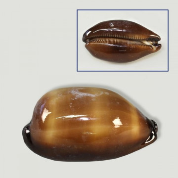 Polished Cypraea Talpa. +4cm