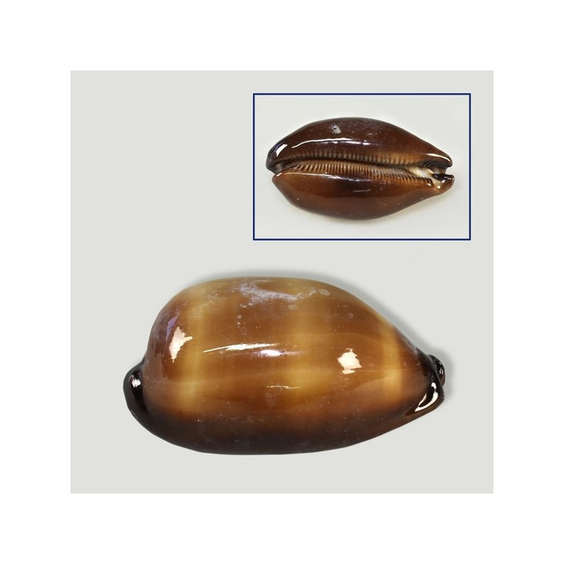 Cypraea Talpa pulida. +4cm Cypraea Talpa pulida. +4cm