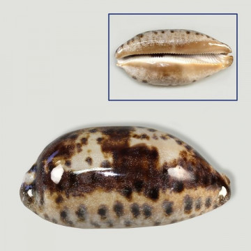 Cypraea testudinaria Polida Sortidas