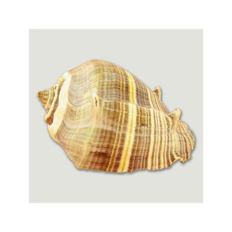 Melongena melongena 8cm Melongena melongena 8cm