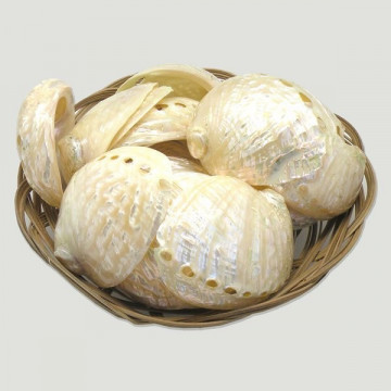 Pearly Haliotis assimilis +7cm in basket 20 Units