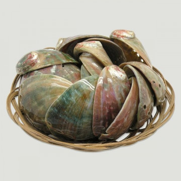 Abalone assimilis Polido +7cm em Cesta 20 unidades