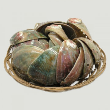 Haliotis assimilis pulido +7cm en cesta 20uds