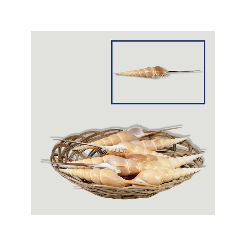 Tibia fusus 17-20cm. Contains 12 units Tibia fusus 17-20cm. Contains 12 units