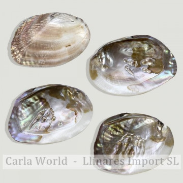 Mother Pearl seashell with Mabe Pearl mod01