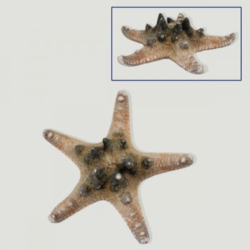 Estrella mar Ph natural. 20-25cm
