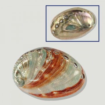 Polished Haliotis rifescens +8cm approx.