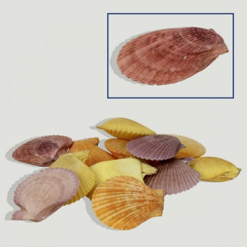 Pecten nobilis paire +6cm coloré