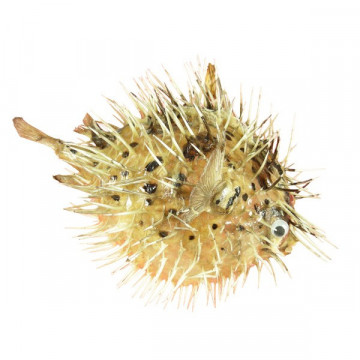 Porcupine fish 17-20cm approx