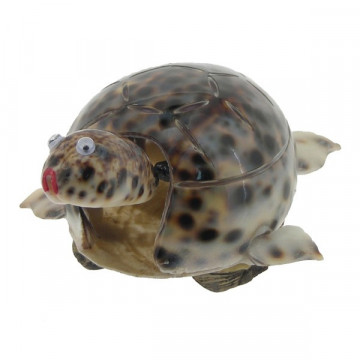 Cypraea turtle 10cm