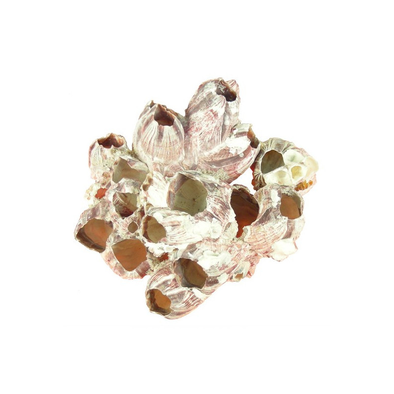 Barnacle 12-17cm approx Barnacle 12-17cm approx