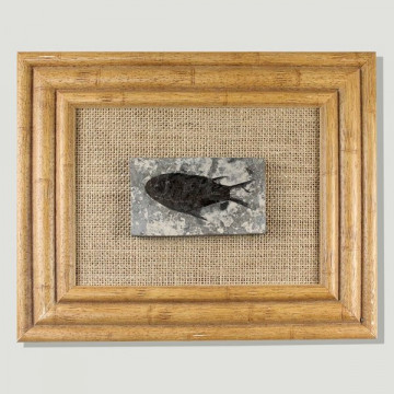 Frame Chinese fossil fish Jianganithchlys