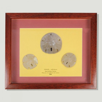 Quadro Sand Dollars