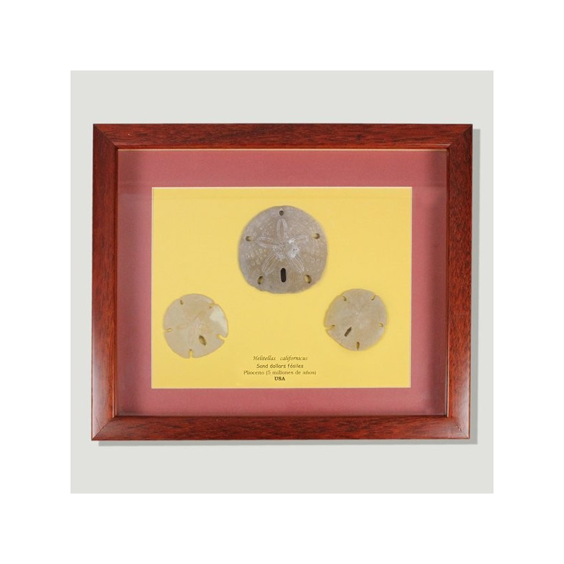 Cuadro Sand Dollars Cuadro Sand Dollars