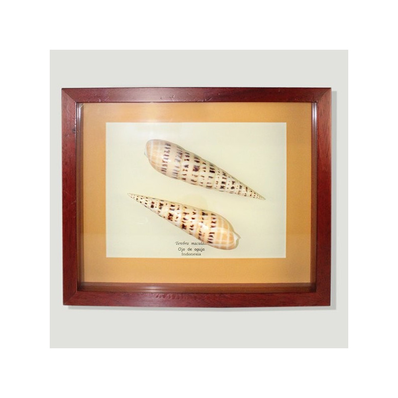 Frame Terebra maculata Frame Terebra maculata