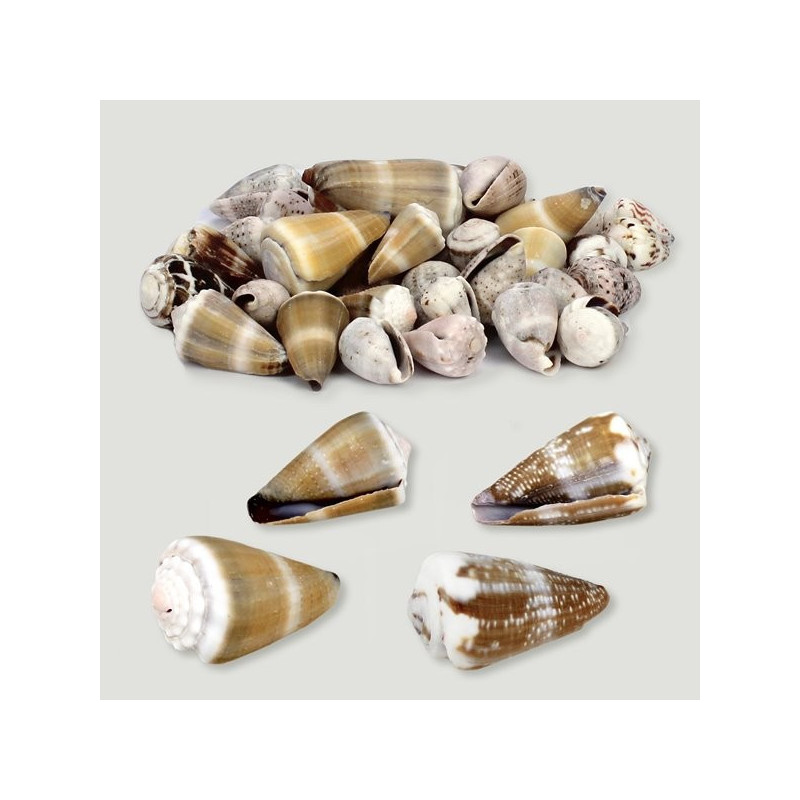 Conus natural surtido. Bolsa de 1kg Conus natural surtido. Bolsa de 1kg