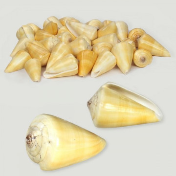 Conus quercinus poli assort. Sac de 1kg