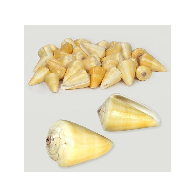 Conus quercinus poli assort. Sac de 1kg Conus quercinus poli assort. Sac de 1kg