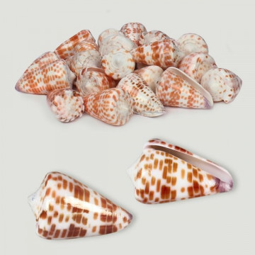 Polished Conus tessulatus various. Bag of 1kg