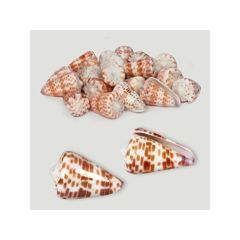 Conus tessulatus poli assort. Sac de 1kg Conus tessulatus poli assort. Sac de 1kg