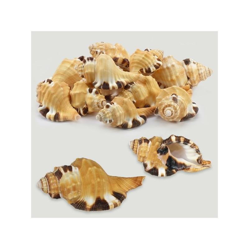 Cymatium grandimaculaum natural. Bolsa de 1kg Cymatium grandimaculaum natural. Bolsa de 1kg
