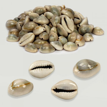 Natural Cypraea annulus various. Bag of 500g
