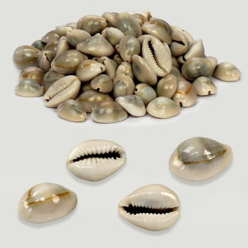 Cypraea annulus natural surtido. Bolsa 500g