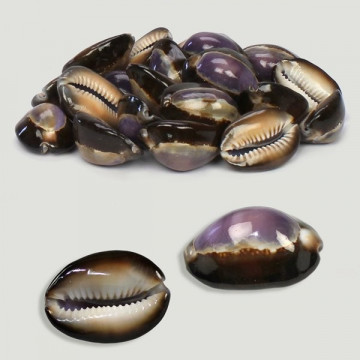 Cypraea Caputserp violet poli. Sac 500g