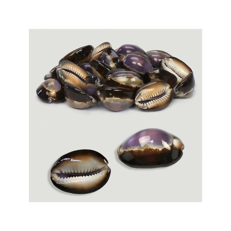Cypraea Caputserp violeta pulido. Bolsa 500g Cypraea Caputserp violeta pulido. Bolsa 500g