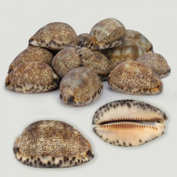 Cypraea Mauritia arabica Natural. Bolsa 1kg