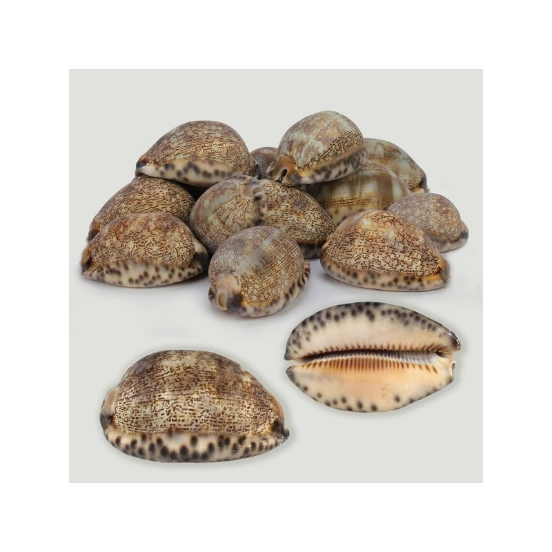 Cypraea Mauritia arabica Natural. Bolsa 1kg Cypraea Mauritia arabica Natural. Bolsa 1kg