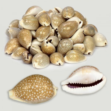 Cypraea miliaris naturel. Sac de 500g