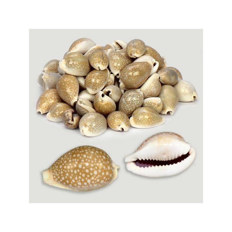 Cypraea miliaris natural. Bolsa de 500g Cypraea miliaris natural. Bolsa de 500g